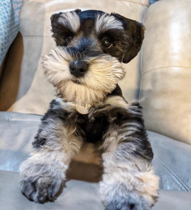 Gus
