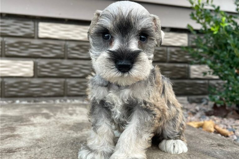 Dolly