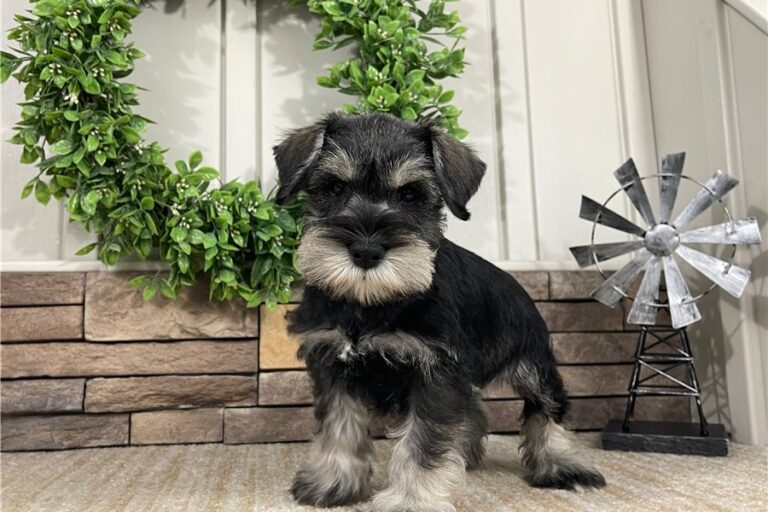 Ollie.