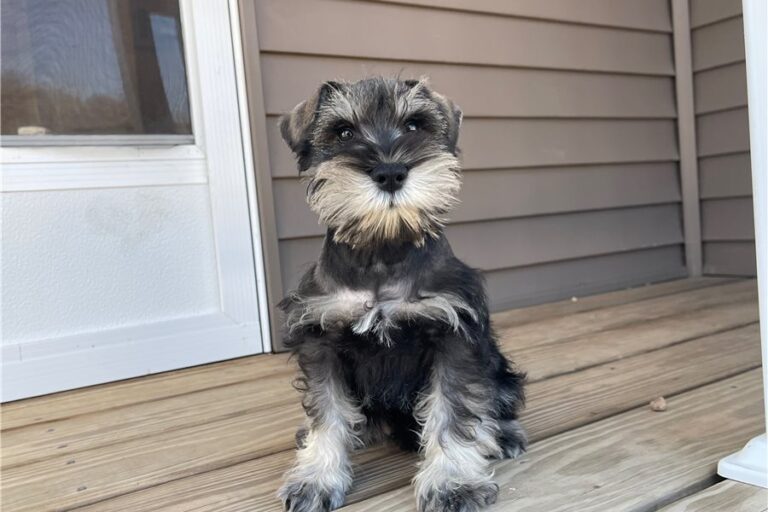 Ollie2