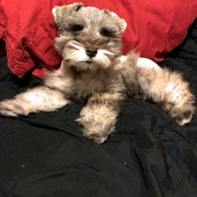 Dexter